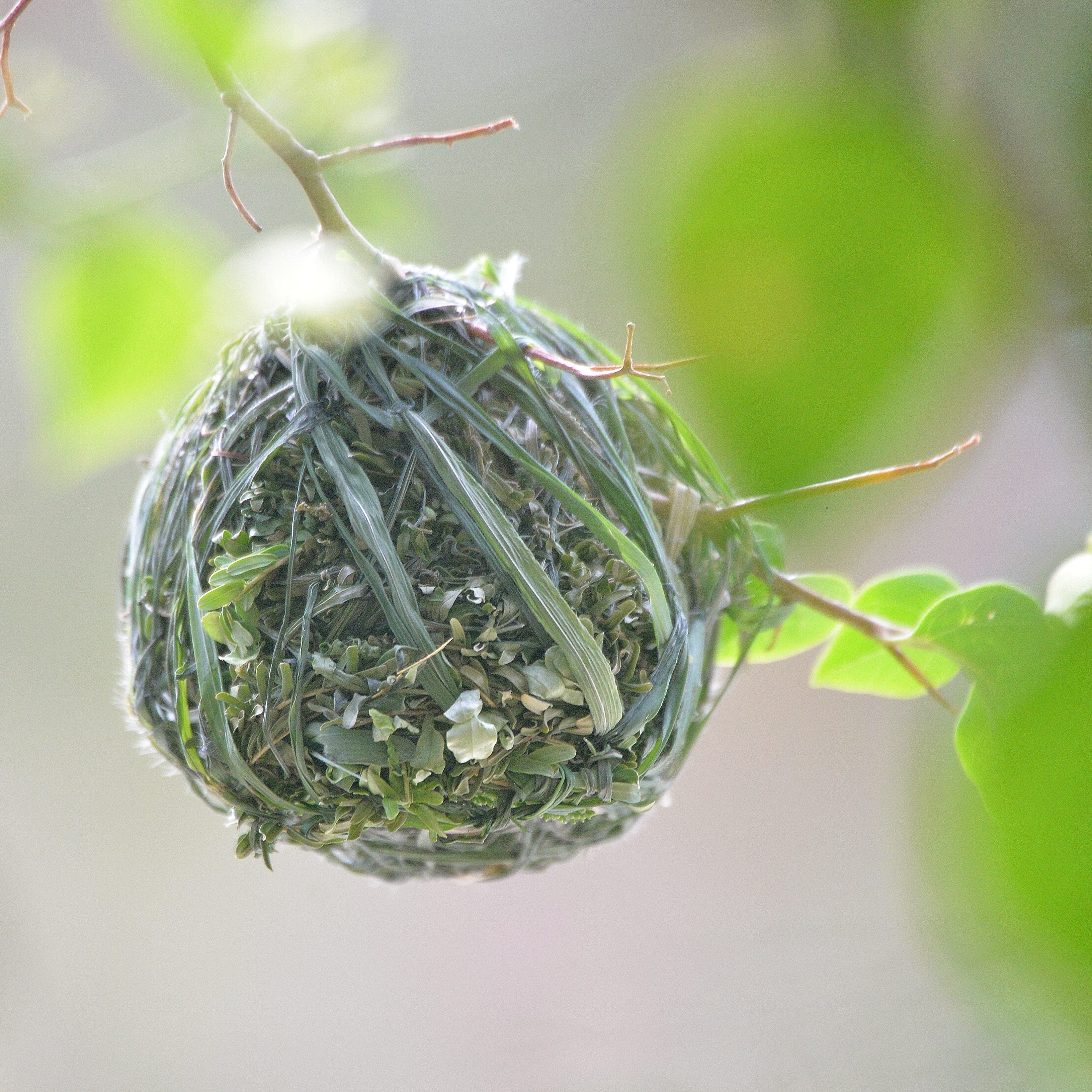 Nid de Tisserin vitellin (Vitelline masked weaver, Ploceus vitellinus).